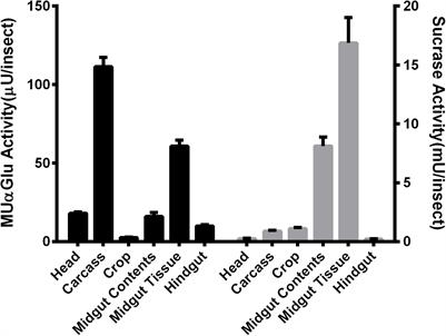 Characterization of α-Glucosidases From Lutzomyia longipalpis Reveals Independent Hydrolysis Systems for Plant or Blood Sugars